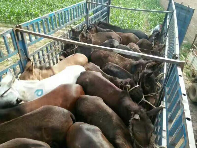 肉驴400~500斤
