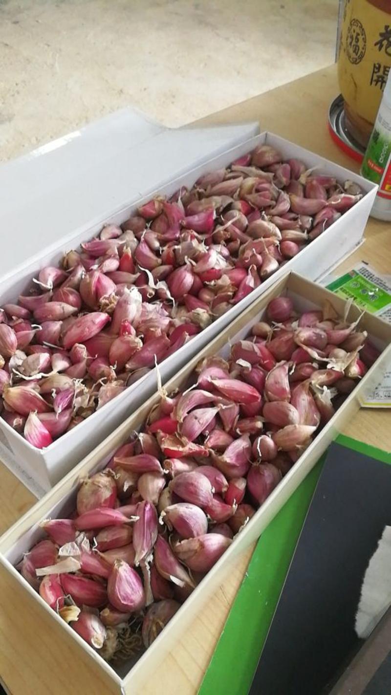 红根蒜苗种子种植基地催芽蒜种保证纯度全国发货