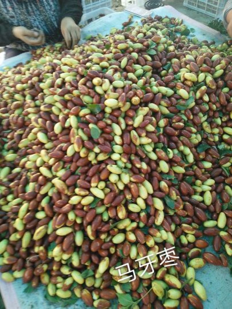 马牙枣鲜枣通货
