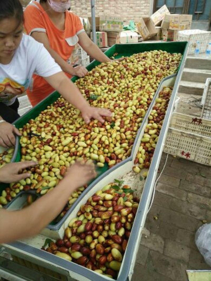 马牙枣鲜枣通货