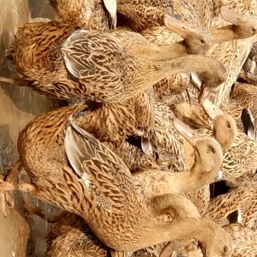 出售金定青年鸭白脖青年鸭白羽青壳各种淘汰老鸭老鹅
