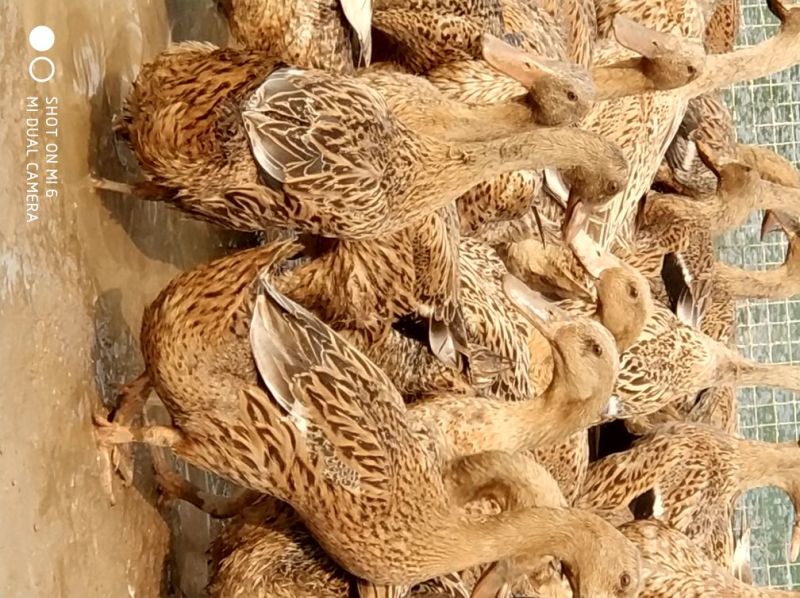 出售金定青年鸭白脖青年鸭白羽青壳各种淘汰老鸭老鹅