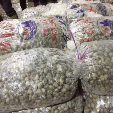 花蛤食用鲜活