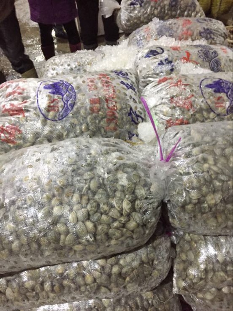 花蛤食用鲜活