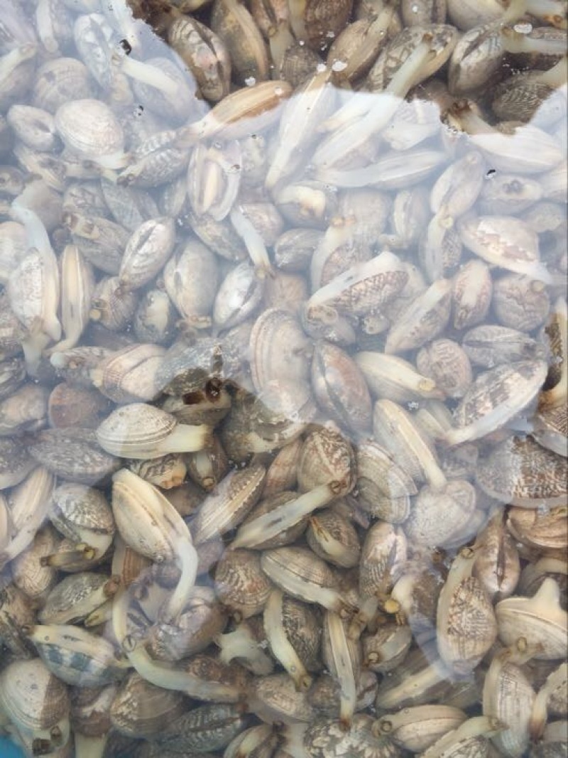 花蛤食用鲜活