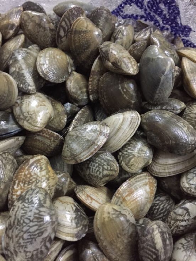 花蛤食用鲜活