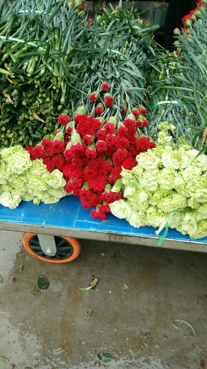 玫瑰鲜切花20朵