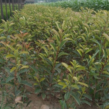 女贞4~6cm