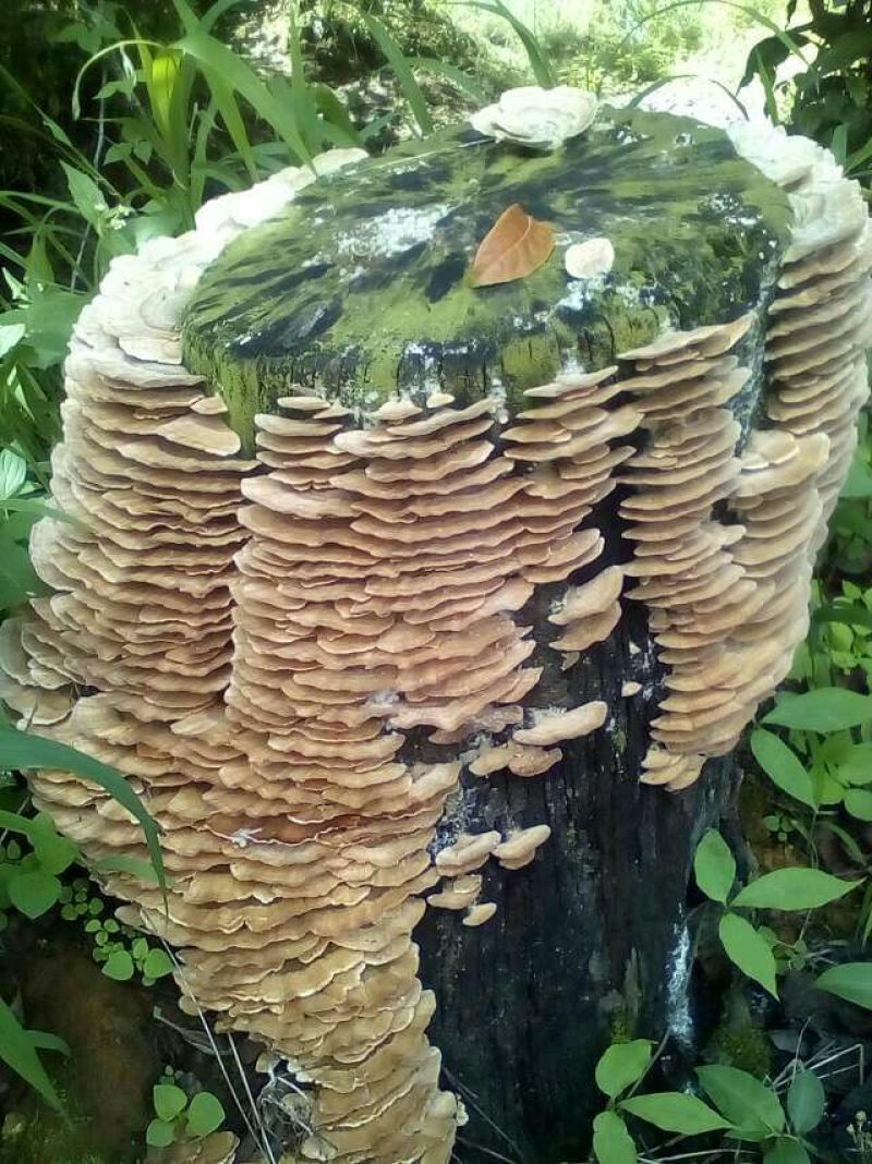 野生菌特级