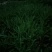曲麻菜10~15厘米