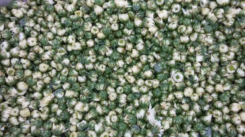 药用菊花散装