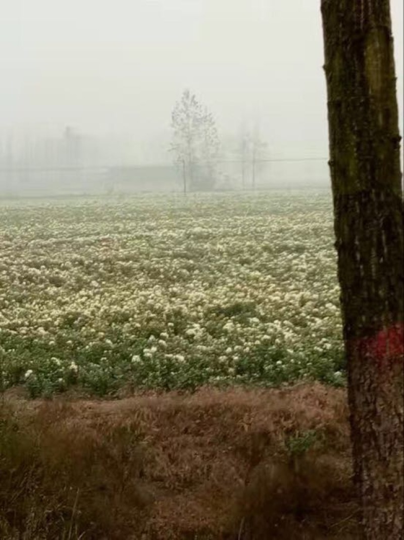 药用菊花散装