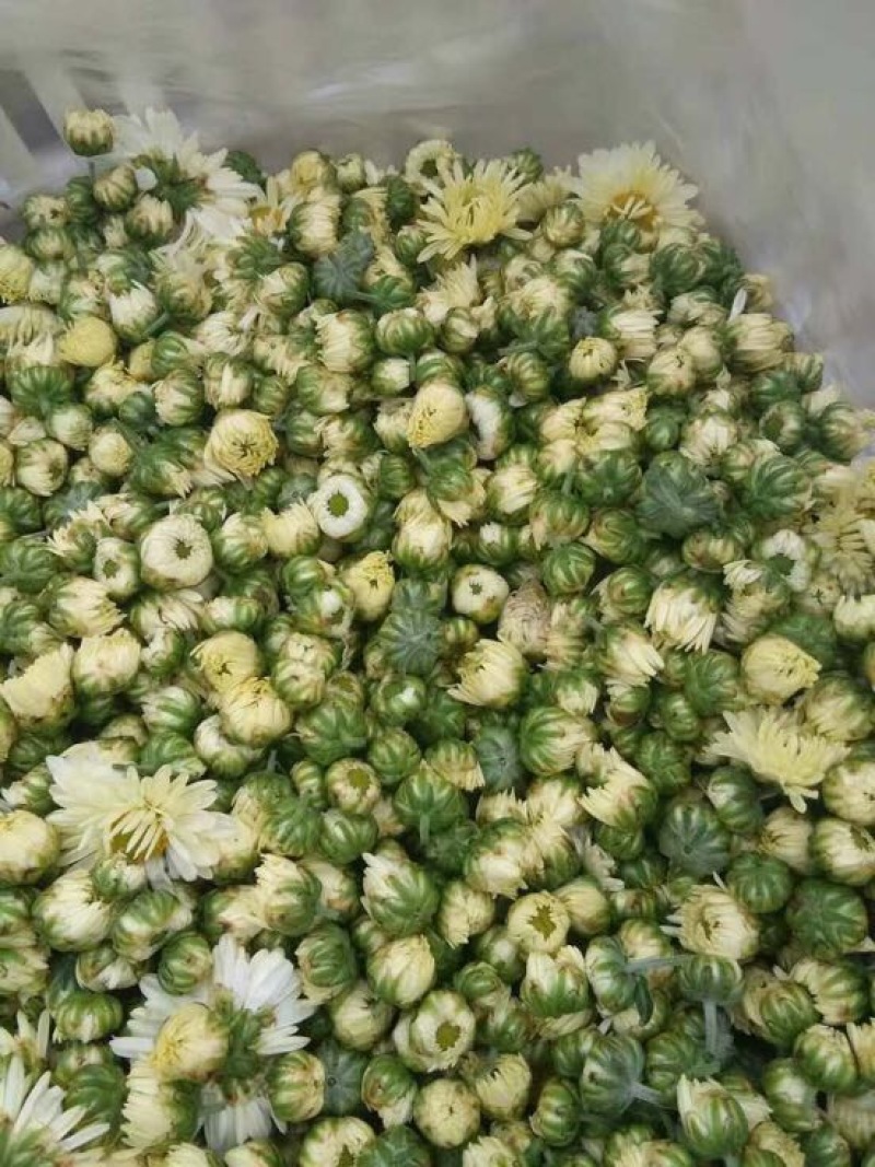 药用菊花散装