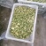 药用菊花散装