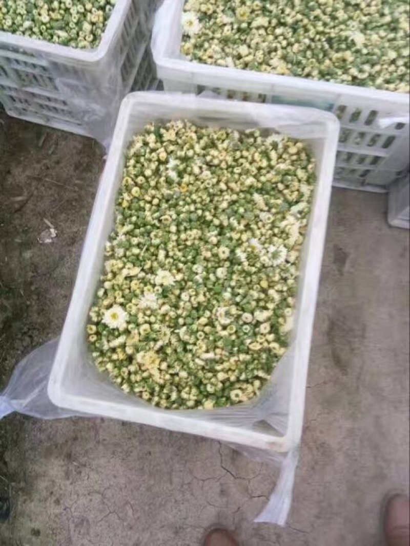 药用菊花散装
