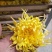 药用菊花散装