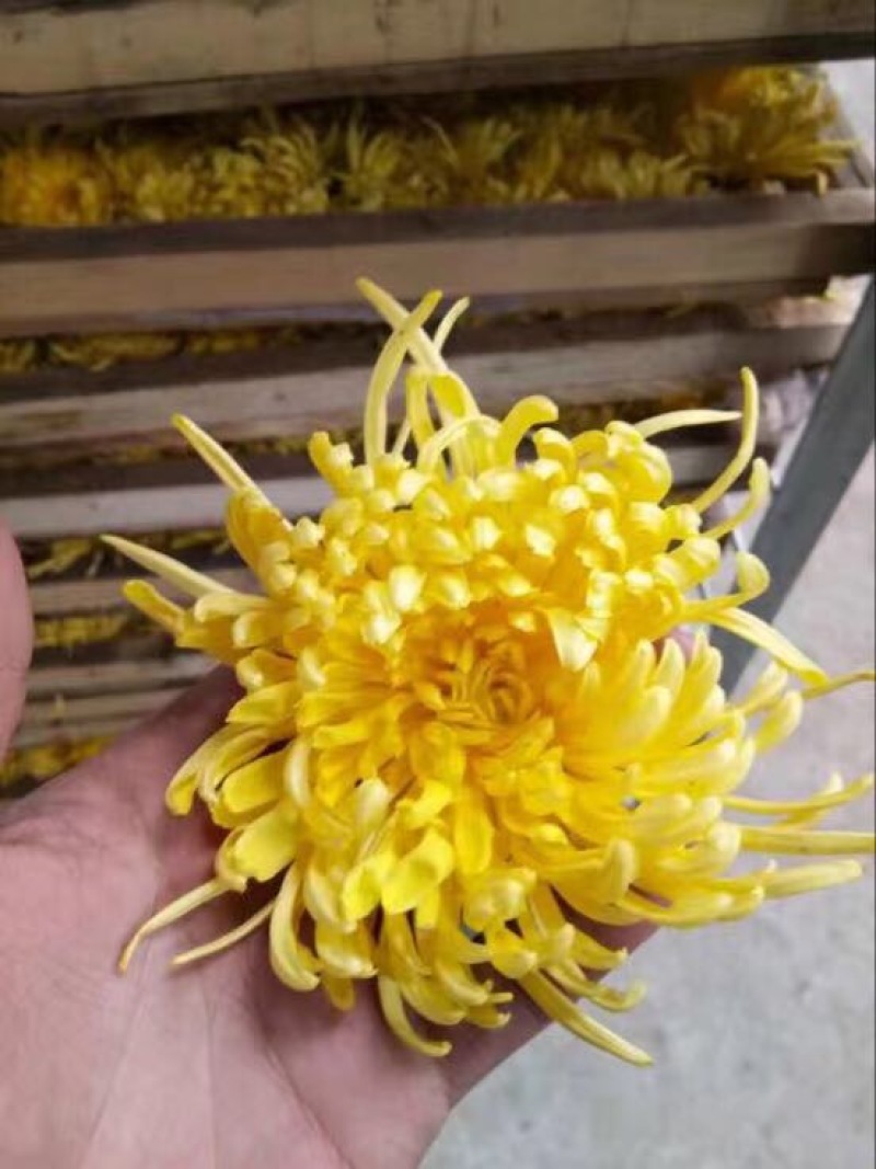药用菊花散装