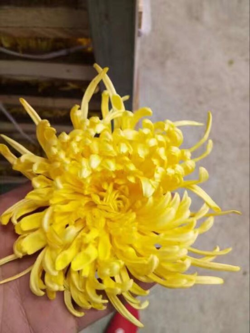 药用菊花散装