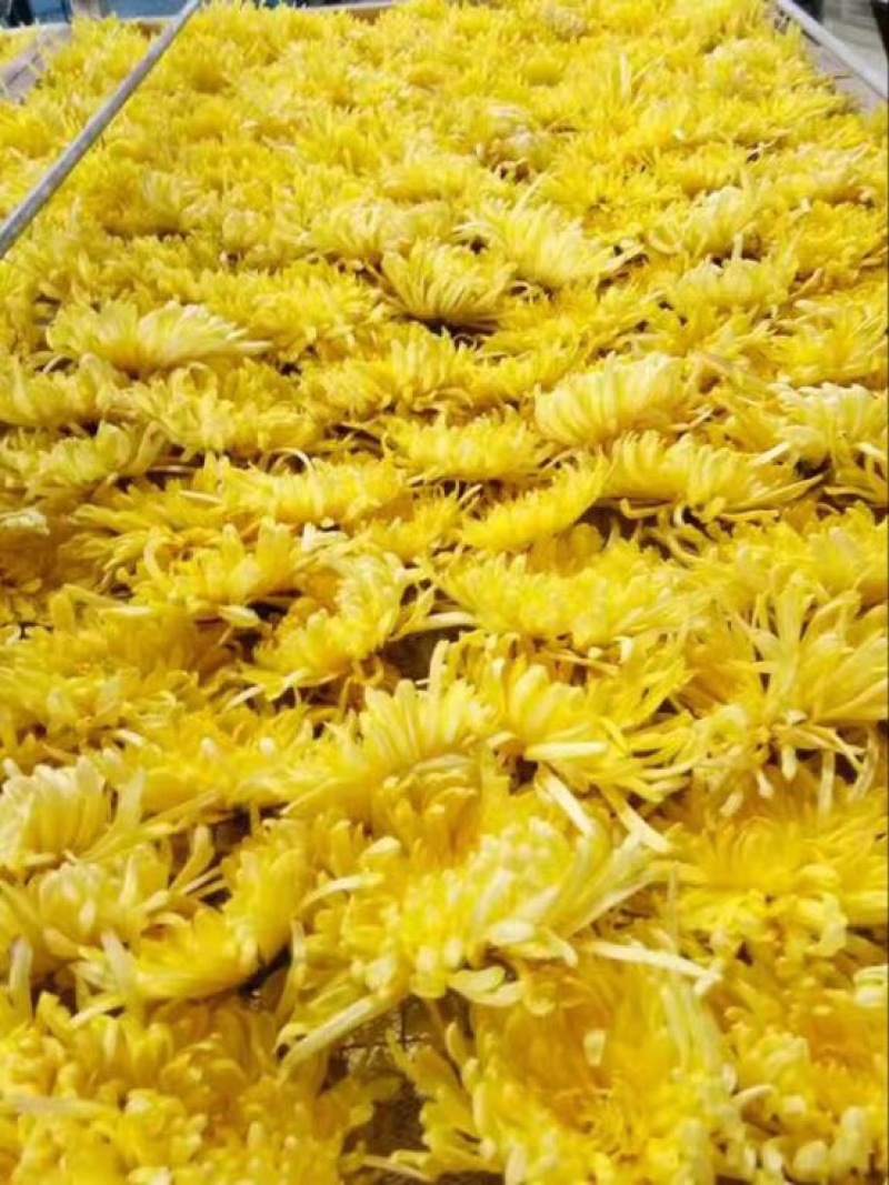 药用菊花散装