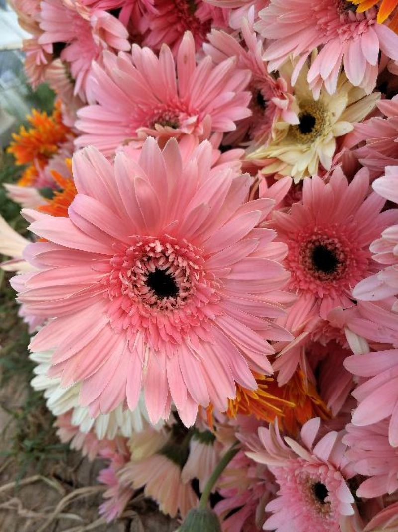 扶郎花