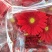 扶郎花