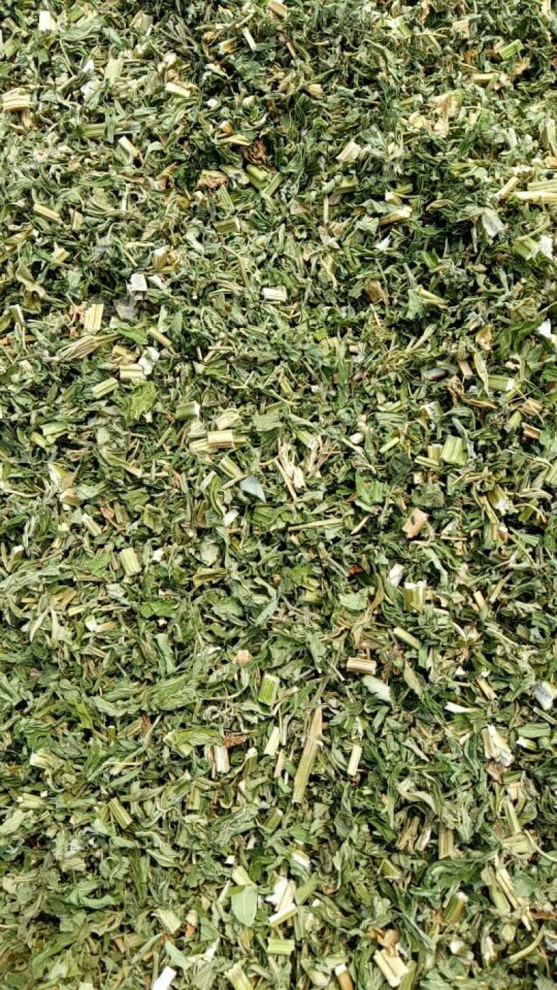 益母草