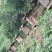 土蜂蜜深山原生态土蜂蜜一年仅割一次0添加无污染
