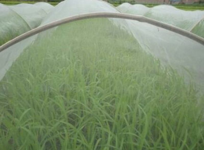 防虫网50目