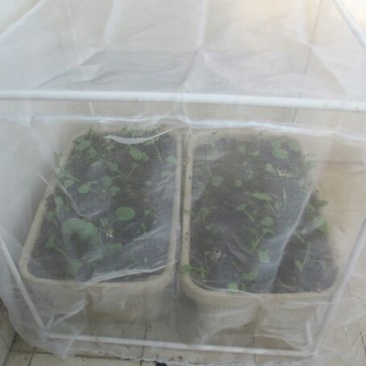 防虫网60目