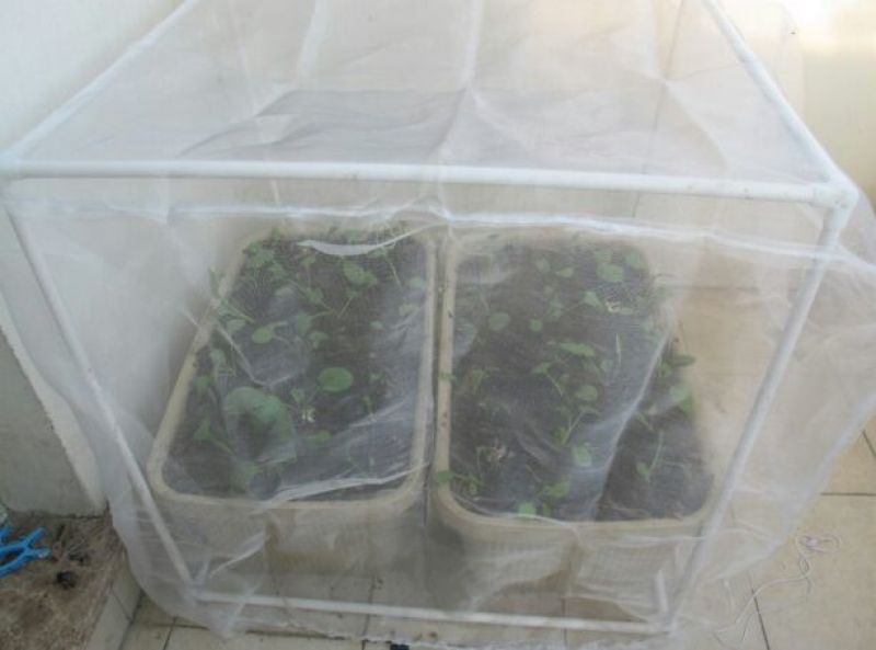 防虫网60目