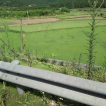 湖南郴州市优质马尼拉草坪