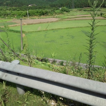 湖南郴州市优质马尼拉草坪