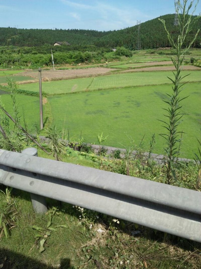 湖南郴州市优质马尼拉草坪