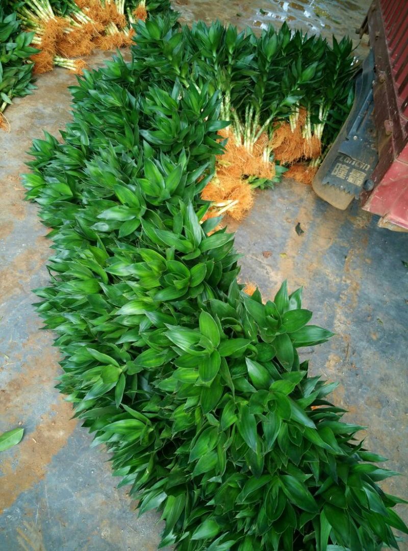带根观音竹，莲花竹，荷花竹海南基地自产自销，价格合理