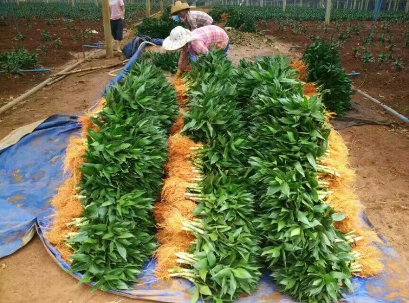 带根观音竹，莲花竹，荷花竹海南基地自产自销，价格合理