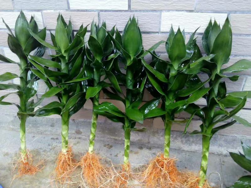 带根观音竹，莲花竹，荷花竹海南基地自产自销，价格合理