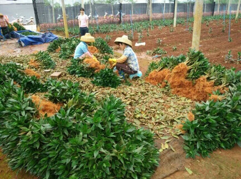 带根观音竹，莲花竹，荷花竹海南基地自产自销，价格合理