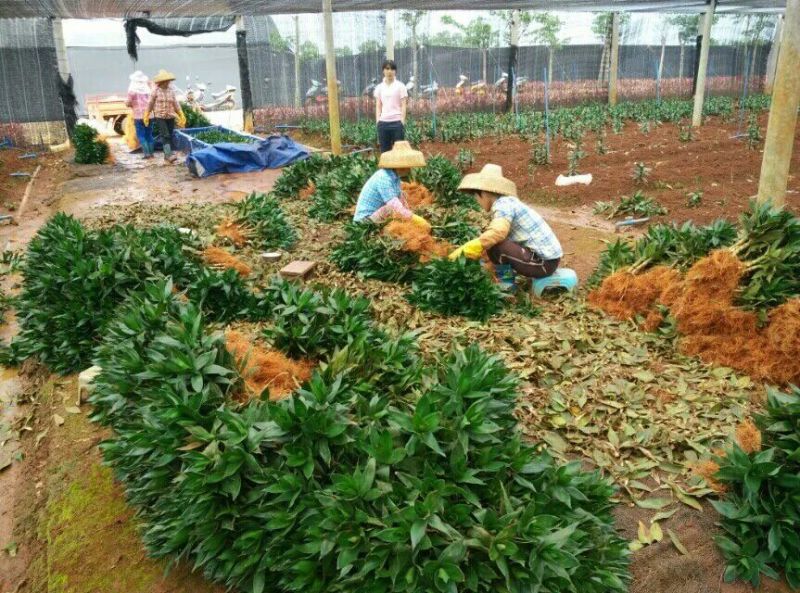 带根观音竹，莲花竹，荷花竹海南基地自产自销，价格合理