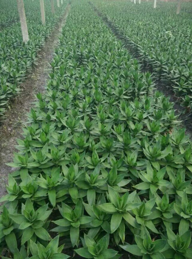 带根观音竹，莲花竹，荷花竹海南基地自产自销，价格合理