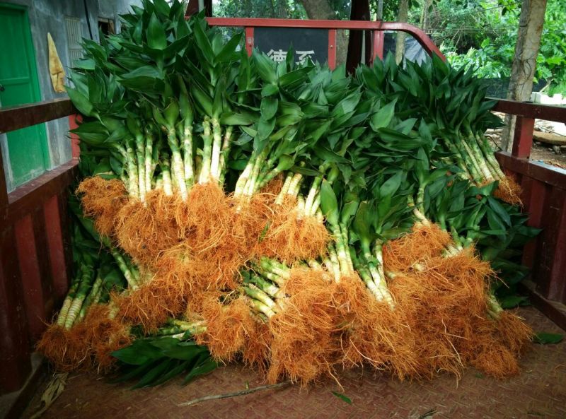 带根观音竹，莲花竹，荷花竹海南基地自产自销，价格合理