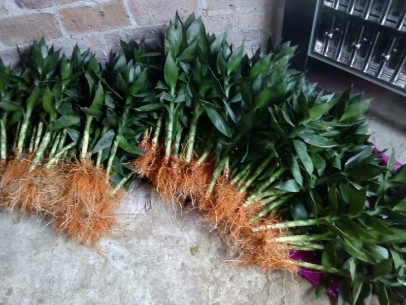 带根观音竹，莲花竹，荷花竹海南基地自产自销，价格合理