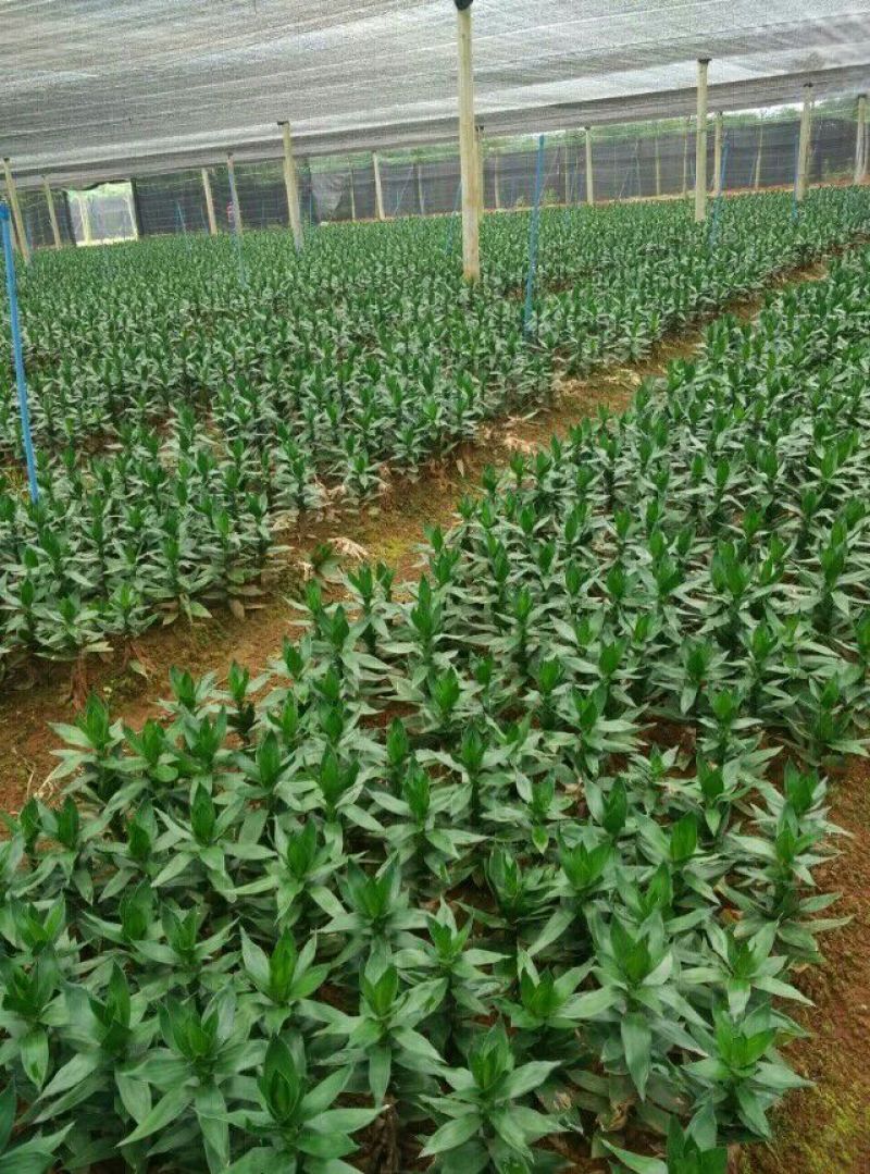带根观音竹，莲花竹，荷花竹海南基地自产自销，价格合理