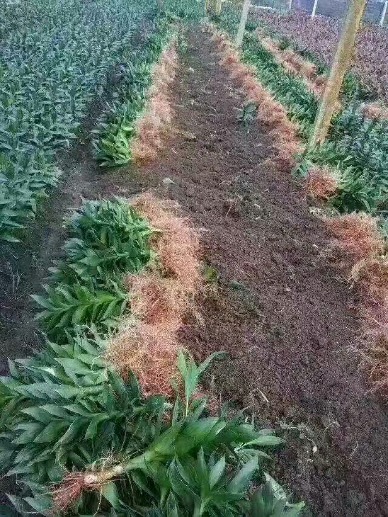 带根观音竹，莲花竹，荷花竹海南基地自产自销，价格合理