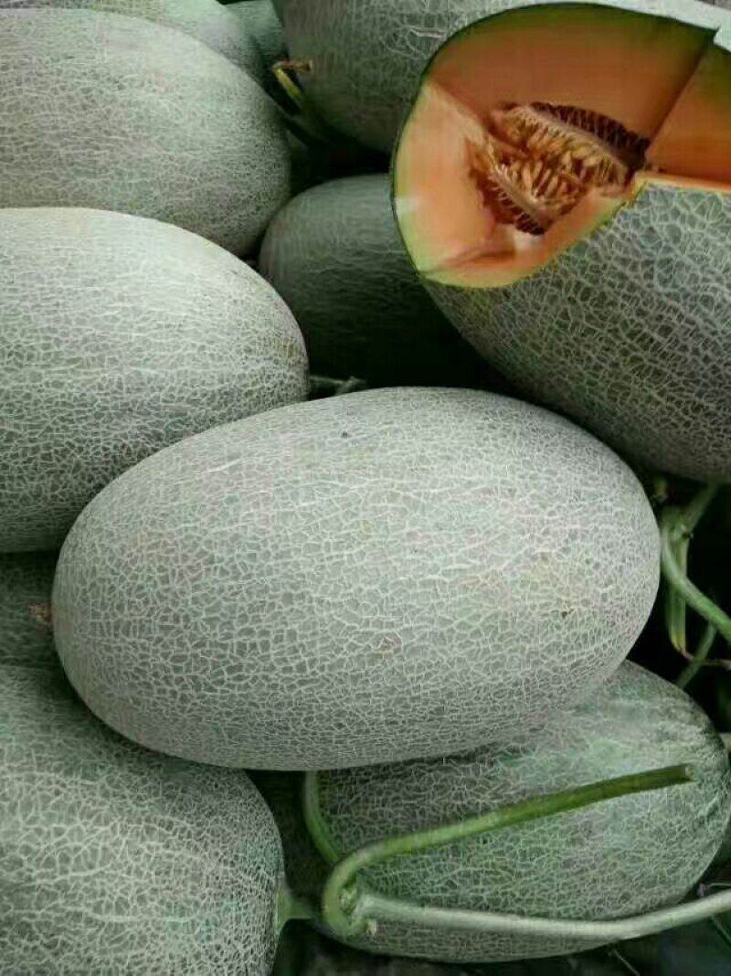 西州蜜瓜5斤以上长圆形