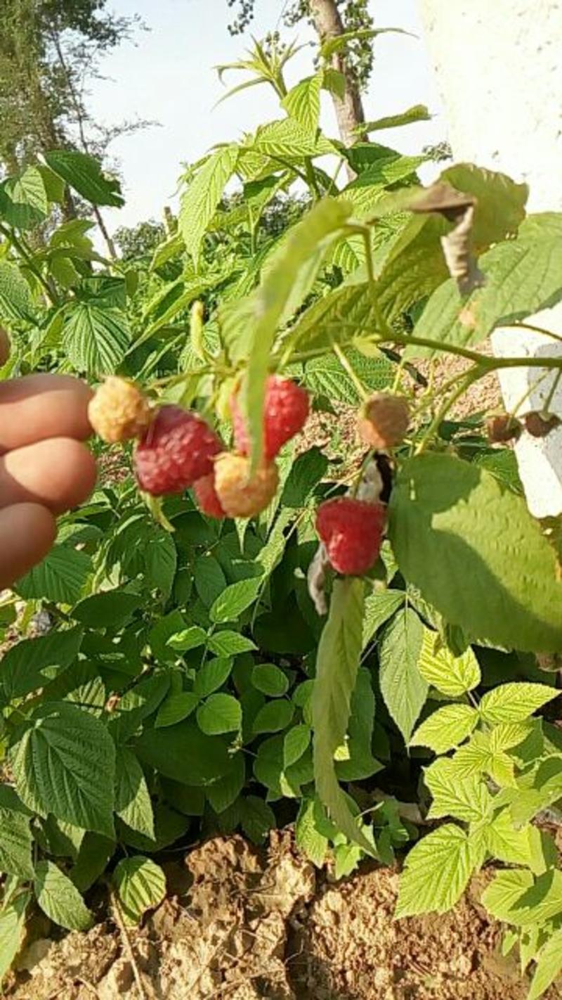 树莓红树莓鲜果冻果，覆盆子，黄金水果，生命果