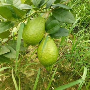 香水柠檬3.3~4.5两