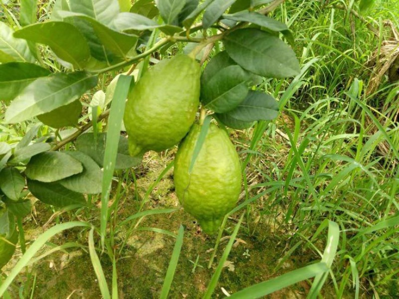 香水柠檬3.3~4.5两