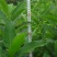 板栗苗30~50cm