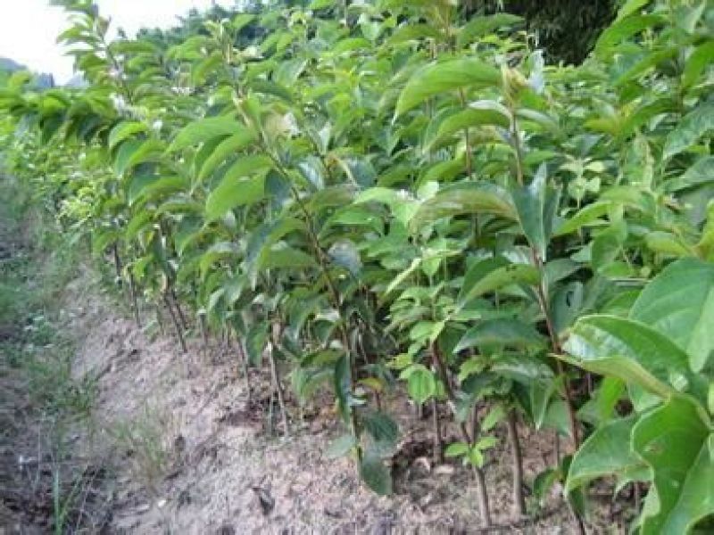 板栗苗30~50cm