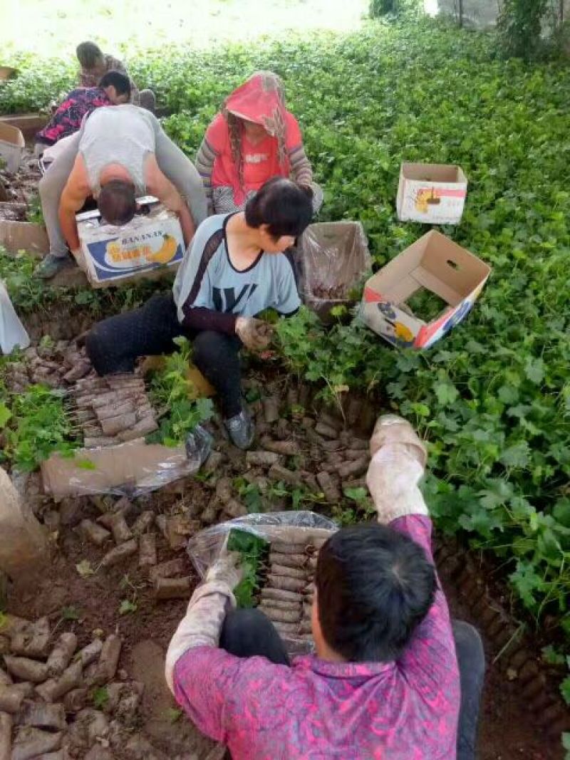 巨峰葡萄苗，滕稔葡萄苗，基地直销，品种真，视频看货